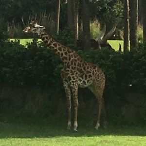 Meet your Posher, Kamaile